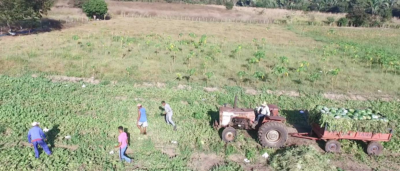 Prefeitura recebe colheita de melancias para fortalecer merenda escolar e Agricultura familiar de Codó