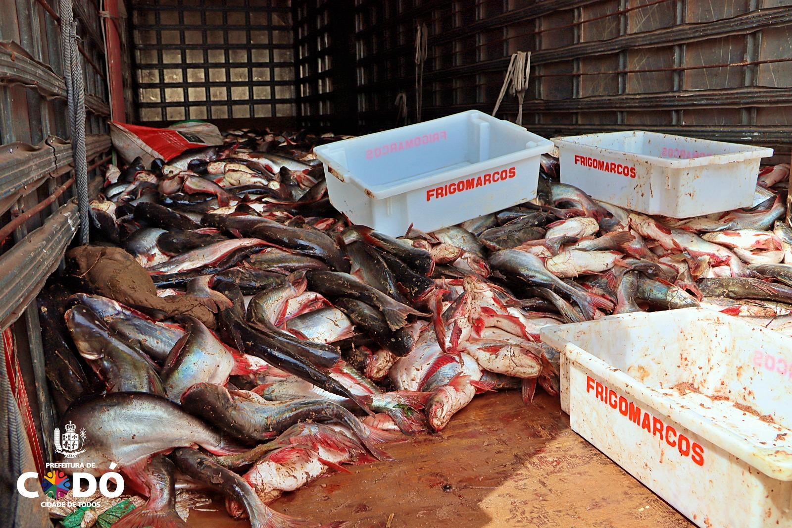 Prefeitura de Codó distribui mais de 40 toneladas de peixe na semana santa para a população